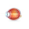 Eye Health